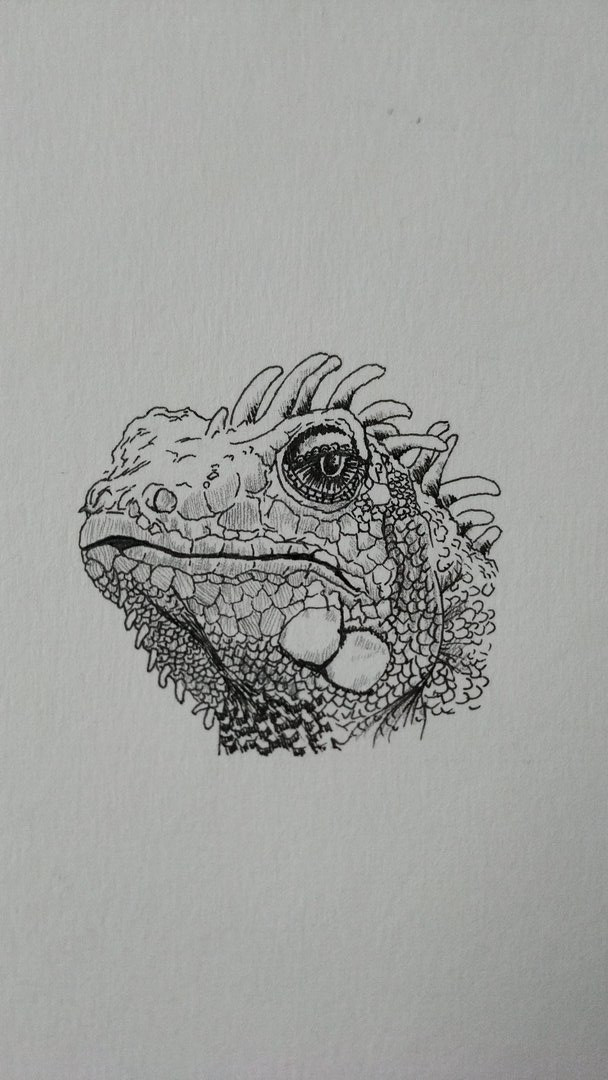 Iguana