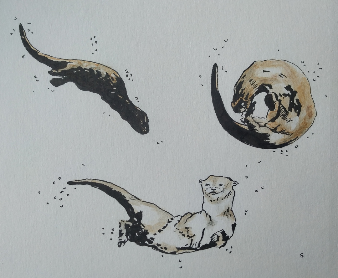 Otters