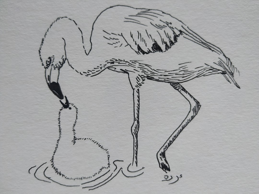 Flamingos