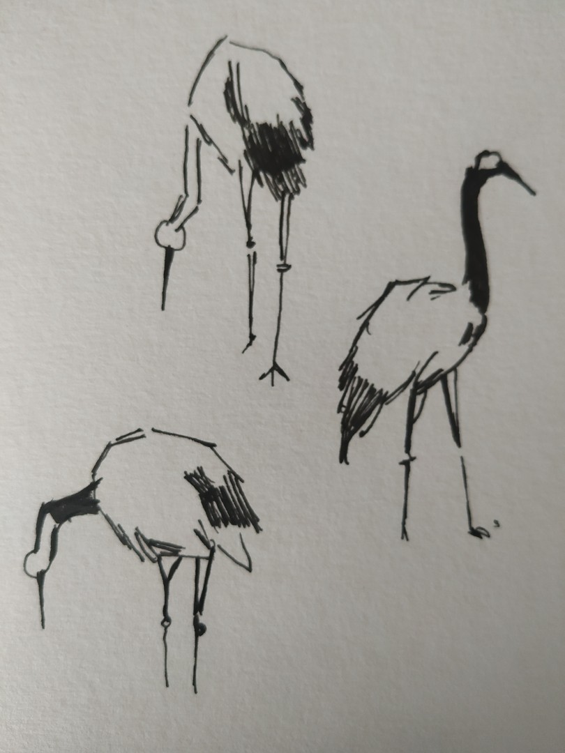 Storks