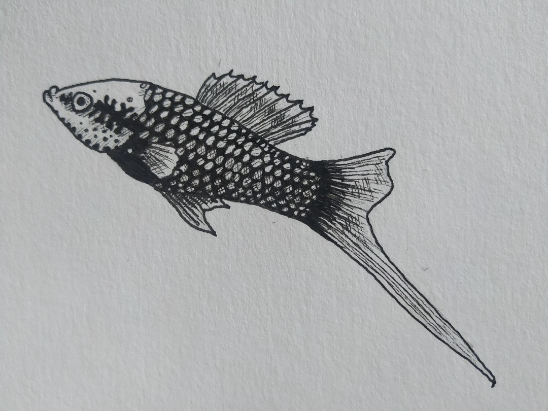 Swordtail