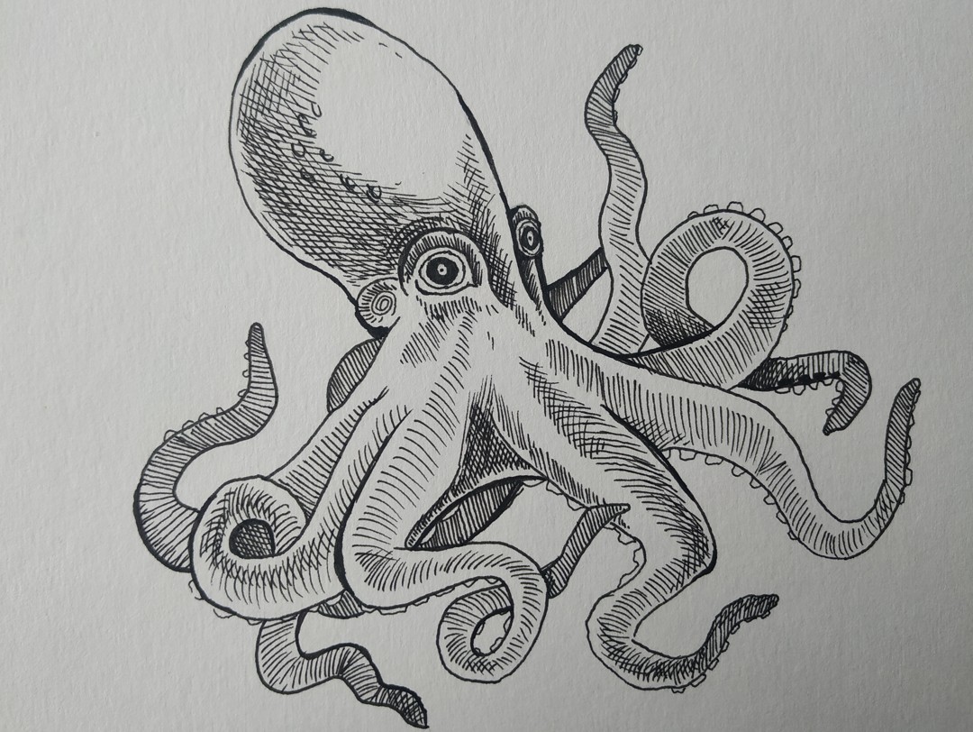 Octopus