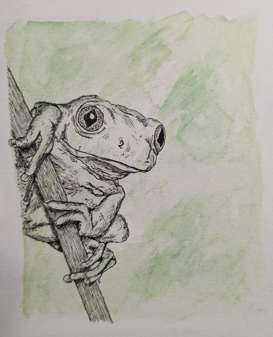 Tree Frog