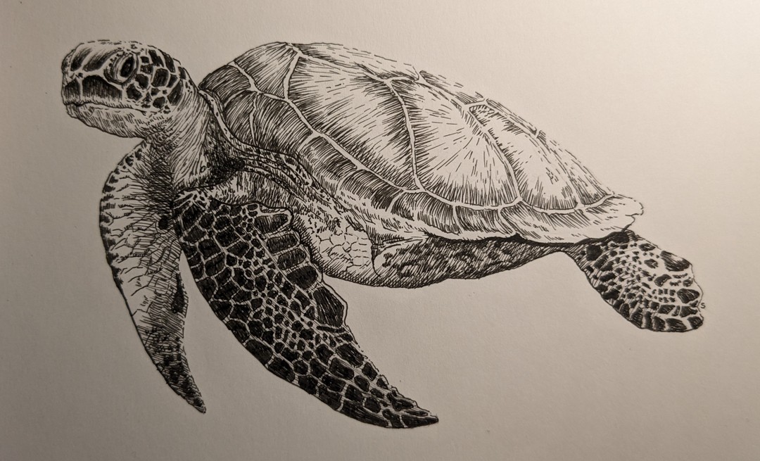 Turtle