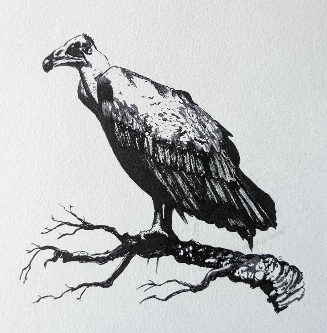 Vulture