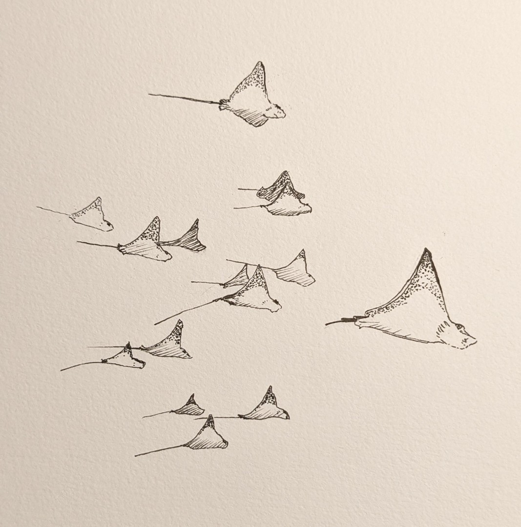 Rays
