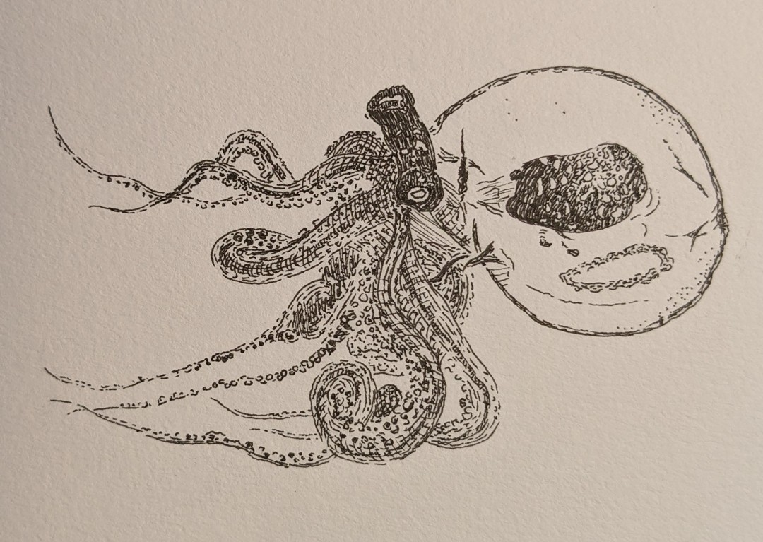 Octopus