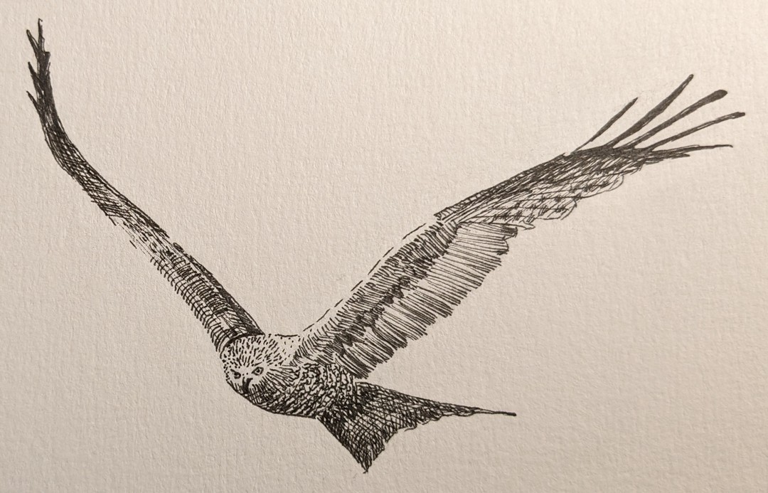 Red Kite